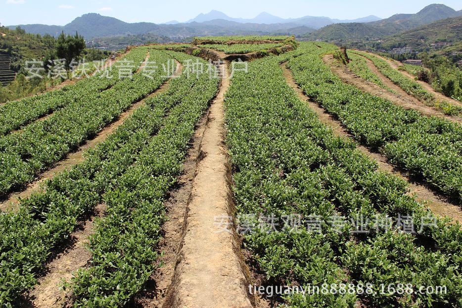 信邦制药：公司目前研发项目主要包括中药材种植技术研究、中药材质量提升研究、中药饮片炮制工艺提升研究、大健康产品研发等